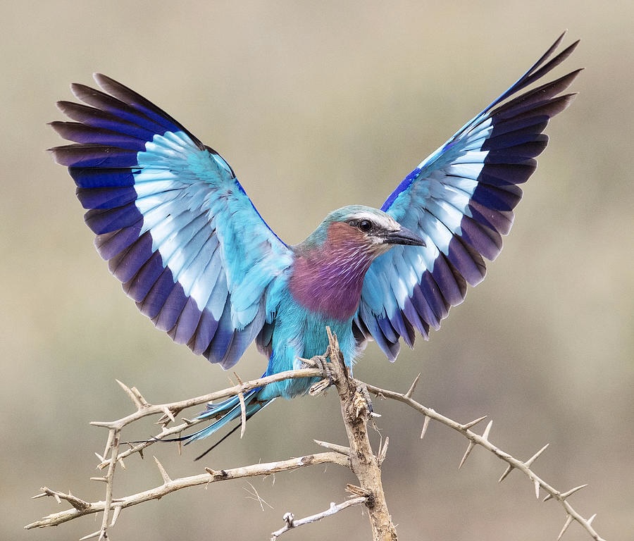 Lilac Breasted Roller Max Waugh 2