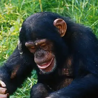 chimp
