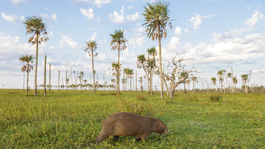The Iberá Wetlands
